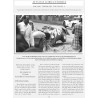 CAVALLINO - THE JOURNAL OF FERRARI HISTORY n°214 (Août/Septembre 2016)
